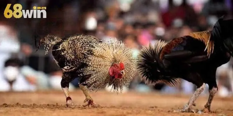 Cùng trải nghiệm đá gà 68win