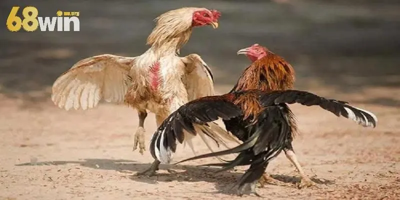 Sơ lược về đá gà cựa dao 68win
