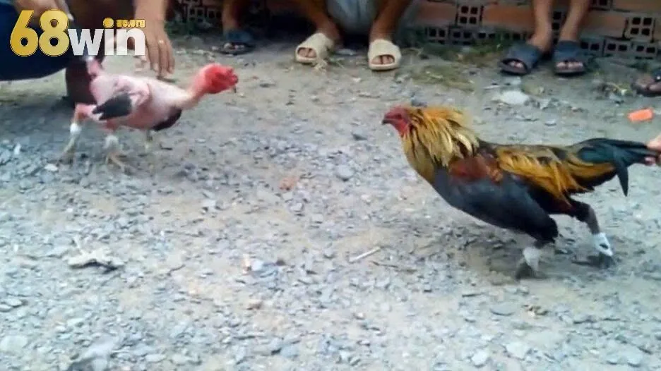 Tìm hiểu đá gà cựa sắt 68win